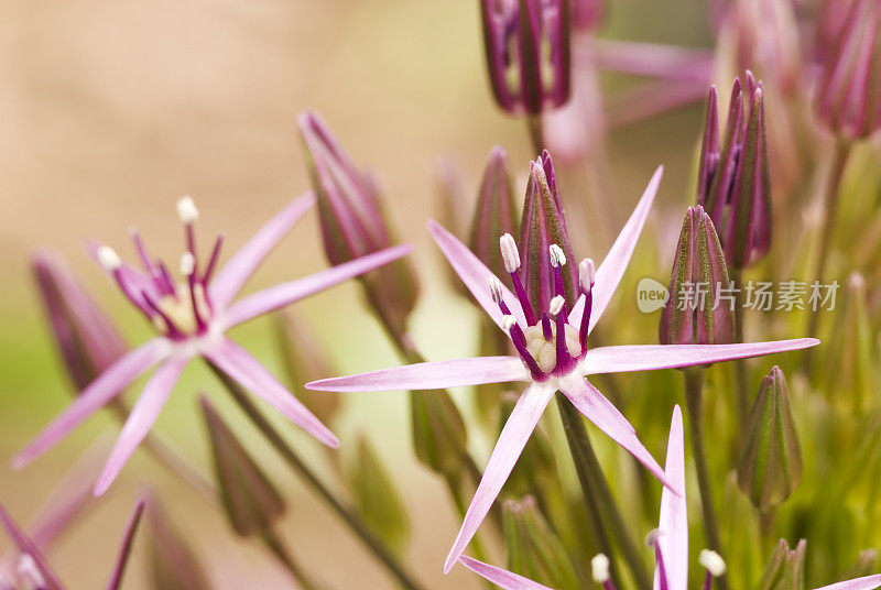 波斯之星(Allium christophi)观赏洋葱- III